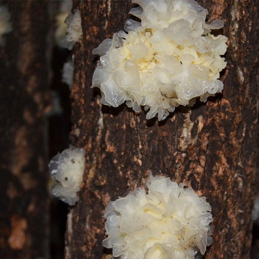 椴木小银耳 商品图0