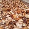 产地直邮：云南半野生干香菇|临沧（500g） 商品缩略图4