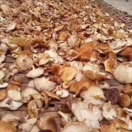 产地直邮：云南半野生干香菇|临沧（500g） 商品图4