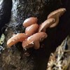 产地直邮：云南半野生干香菇|临沧（500g） 商品缩略图2