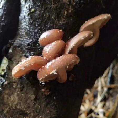 产地直邮：云南半野生干香菇|临沧（500g） 商品图2