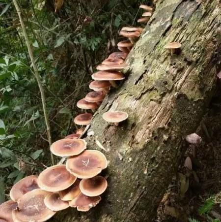 产地直邮：云南半野生干香菇|临沧（500g） 商品图1