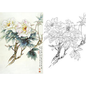 工笔花鸟白描底稿-王少卿牡丹-斗方小品册页-WK06