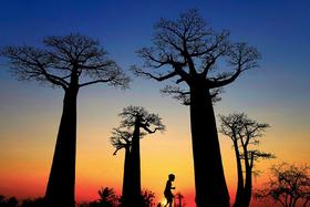 马达加斯加「东西穿越」7天6晚