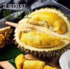 正宗马来西亚 猫山王榴莲【预售款，单独称重计价】 商品缩略图0