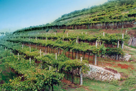 托马斯酒庄瑞帕索瓦尔普利切拉红葡萄酒(375ml)2017Tommasi Ripasso Valpolicella Classico Superiore, Veneto, Italy 商品图3