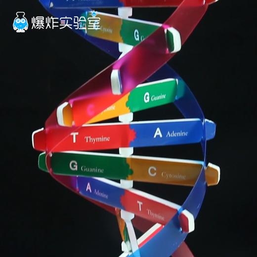 DNA模型 商品图0