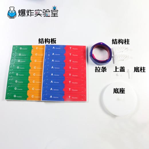 DNA模型 商品图4