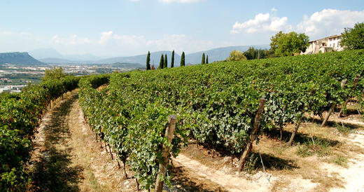 托马斯酒庄瑞帕索瓦尔普利切拉红葡萄酒(375ml)2017Tommasi Ripasso Valpolicella Classico Superiore, Veneto, Italy 商品图4