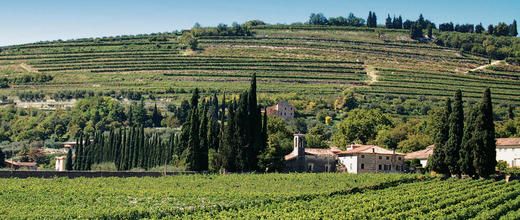 托马斯酒庄瑞帕索瓦尔普利切拉红葡萄酒(375ml)2017Tommasi Ripasso Valpolicella Classico Superiore, Veneto, Italy 商品图2