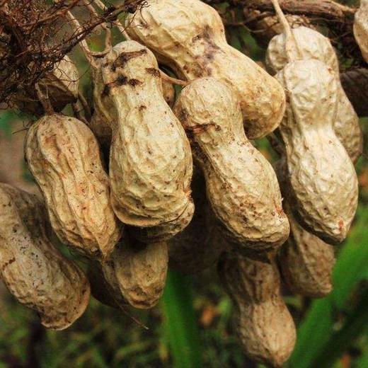 生花生湖北广水古农二号农场不发外省