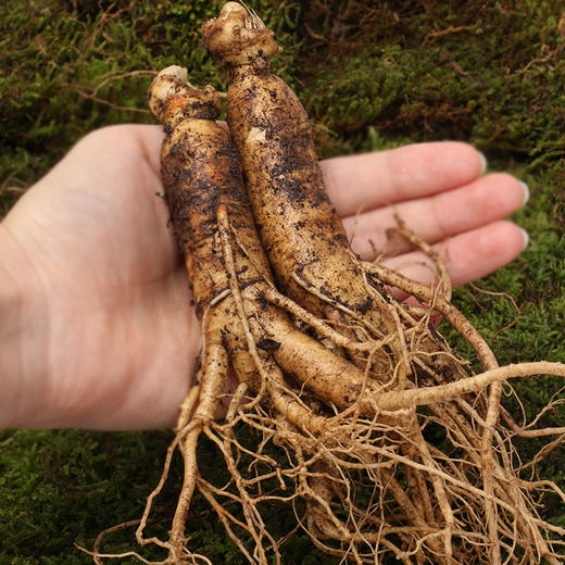 康美药业鲜人参810根400g盒东北吉林长白山新鲜人参煲汤泡酒