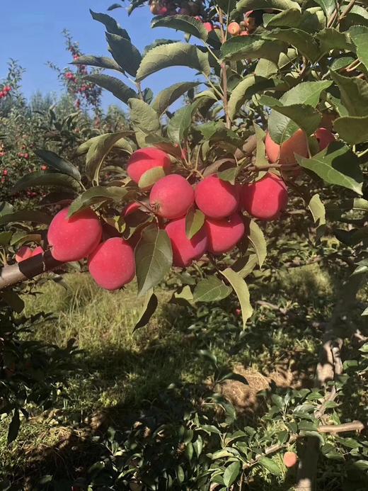 小苹果 商品图1