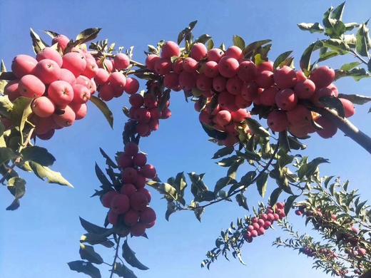 小苹果 商品图0