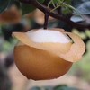 【市区包邮】秋月梨 商品缩略图1