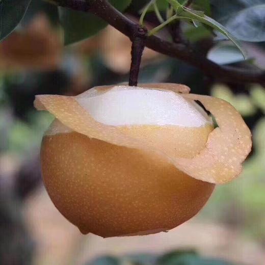 【市区包邮】秋月梨 商品图1