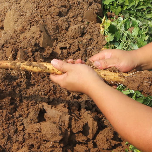 神仙之食 温县垆土地铁棍山药天然麻袋装新鲜滋补香甜面糯肉质紧密 正品推荐 怀府街商城