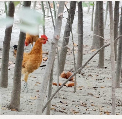 散养公鸡（整只） 商品图1
