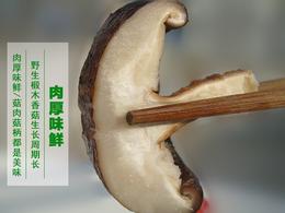 【熊猫村椴木干香菇】500g/袋 来自秦岭佛坪自然保护区 肉厚弹牙 鲜美多汁