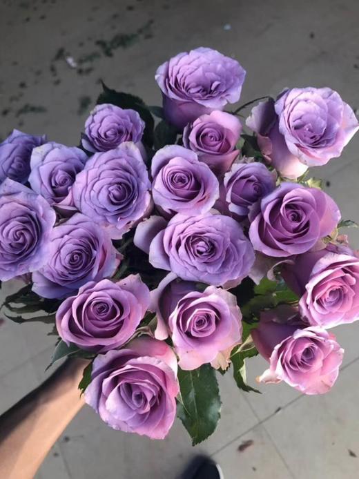 紫霞仙子玫瑰18支送2支 /扎包邮