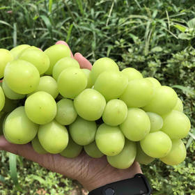 女皇葡萄，生态无药残种植，孕婴人群也可放心食用。独有沁人心脾的浓郁香气，甜度超高，口感超棒！