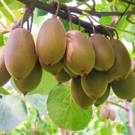 爆款推荐 湖北恩施建香猕猴桃   原耕农法 自然造物 闻得到的香 吃得到的甜 商品图4