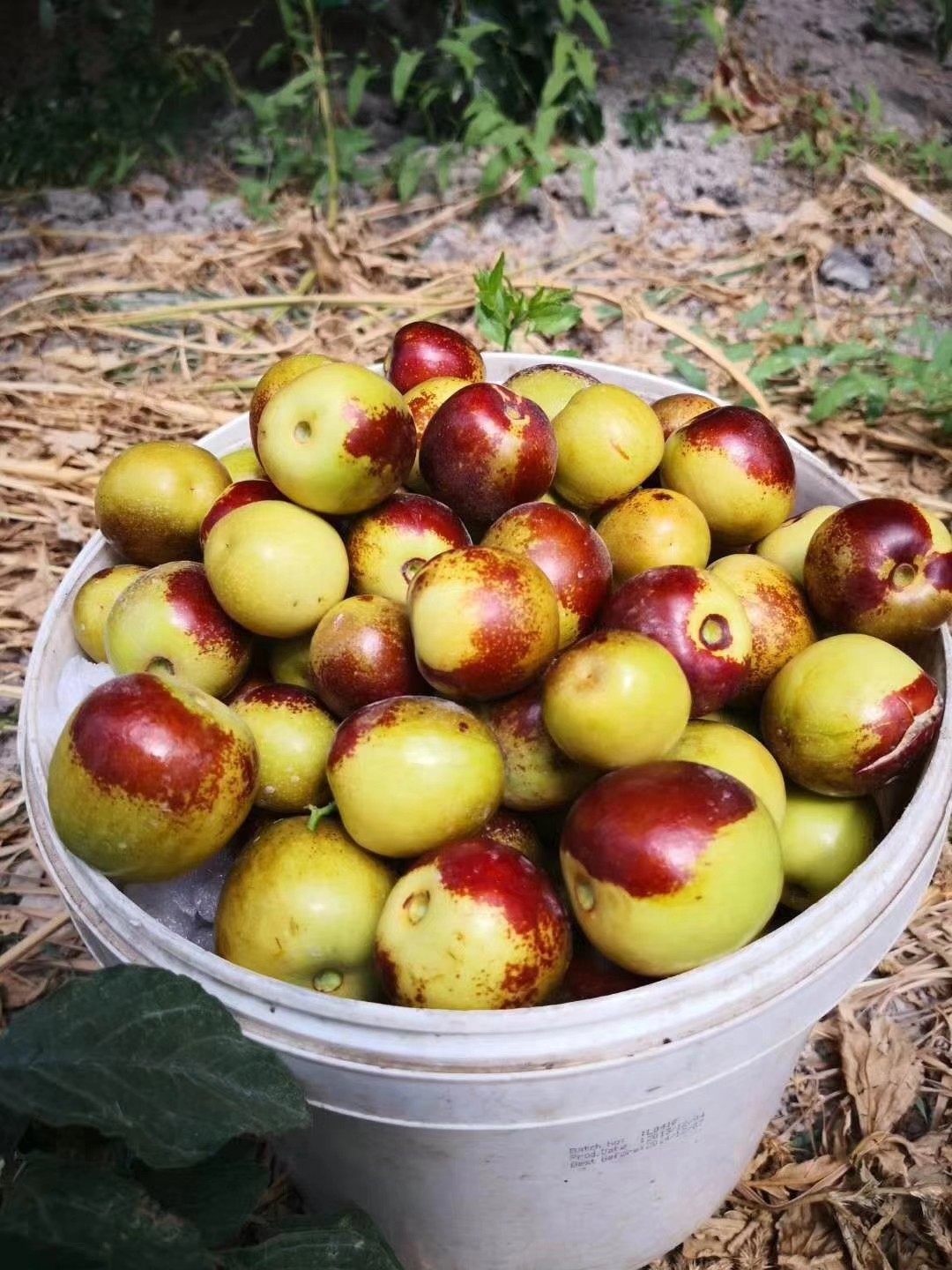 空运新疆库尔勒冬枣～非一般的冬枣,没有甜蜜素和泡糖水