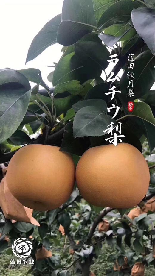 秋月梨 商品图0