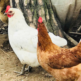 林下散养土鸡 / 一只 适合煲汤 需要提前48小时下单 武汉市包邮