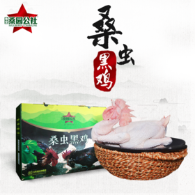 【桑园公社】桑园母鸡~两年