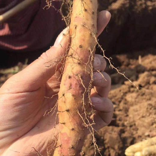 *自营*[产地发货]温县焦作垆土铁棍山药5斤装。当季新鲜采摘。 商品图7