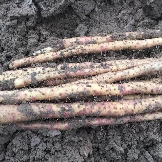 *自营*[产地发货]温县焦作垆土铁棍山药5斤装。当季新鲜采摘。 商品图3