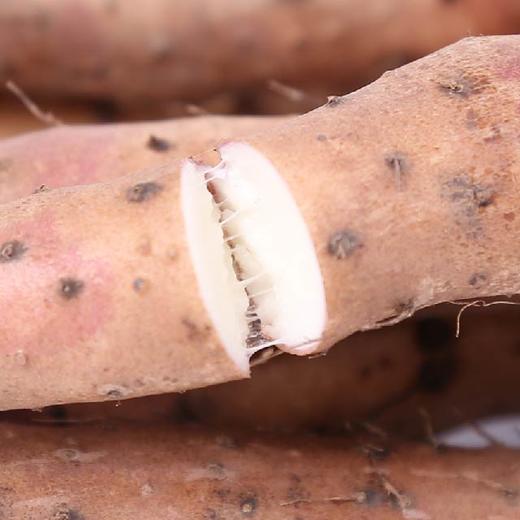 *自营*[产地发货]温县焦作垆土铁棍山药5斤装。当季新鲜采摘。 商品图5