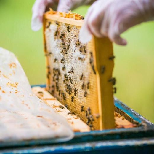 【10条包邮】西藏野生百花蜜12g 商品图1