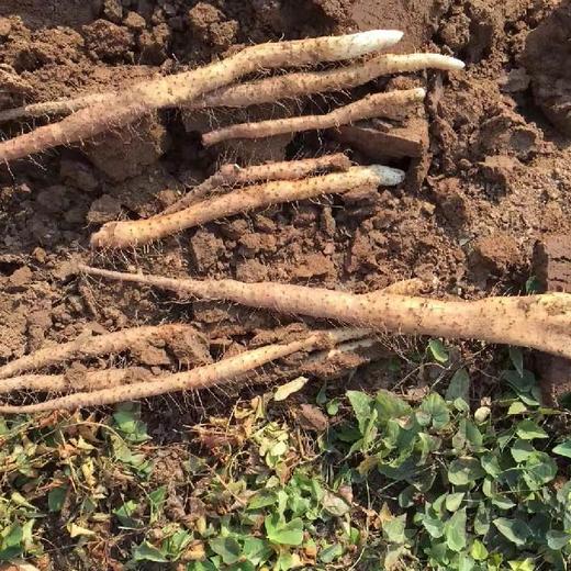 *自营*[产地发货]温县焦作垆土铁棍山药5斤装。当季新鲜采摘。 商品图9