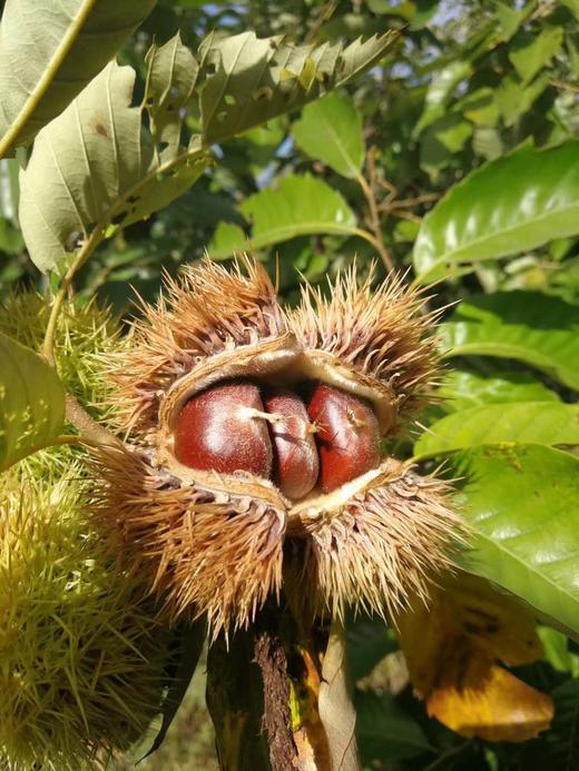 密云古北口小油栗子非农场自产