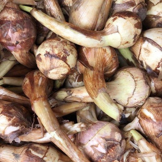 茨菇（8元/斤） 商品图0