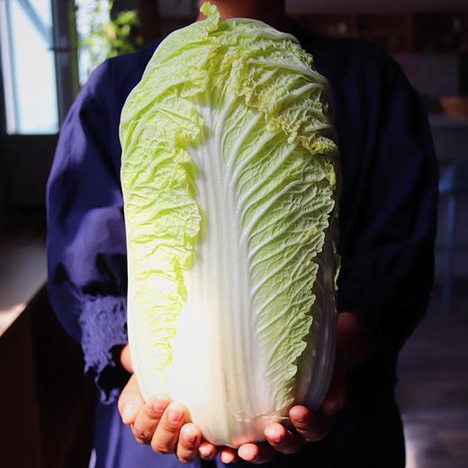 大白菜(约5斤)|张家口富平创原【只发广东】