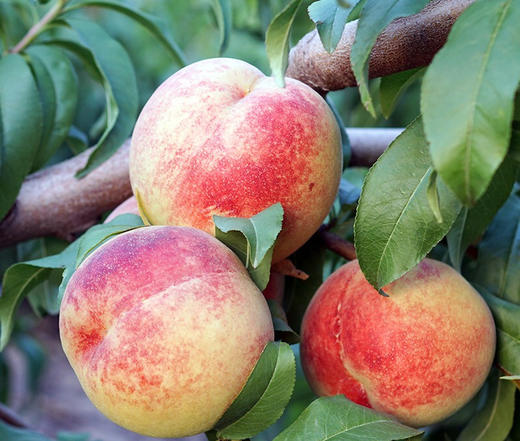 【最后一批!】新疆天山大雪桃(2kg/2.