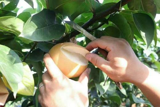 秋月梨 脆如冰汁若蜜 自然长成 真正的不催熟不膨大 包邮 |百里食 商品图6