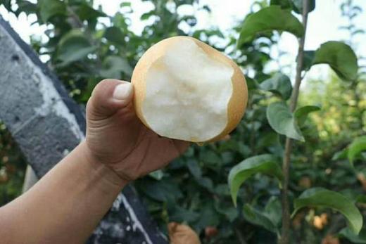 秋月梨 脆如冰汁若蜜 自然长成 真正的不催熟不膨大 包邮 |百里食 商品图5