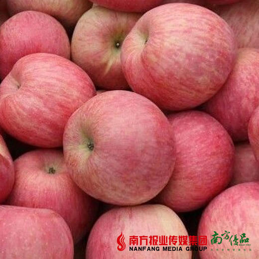 【爽脆多汁】山东富士苹果 单个80-85mm   约5斤 商品图2