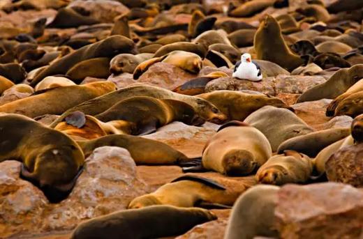 纳米+纳马夸两国定制 商品图8