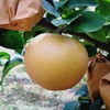 有机秋月梨 | 合作生产 *  Organic-Autumn pear | Coprodution 商品缩略图1