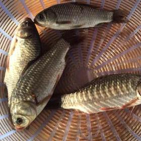 生态鲫鱼 （冷鲜，广东省内下单）| 绿家自产* Eco-crucian carp | Self-production