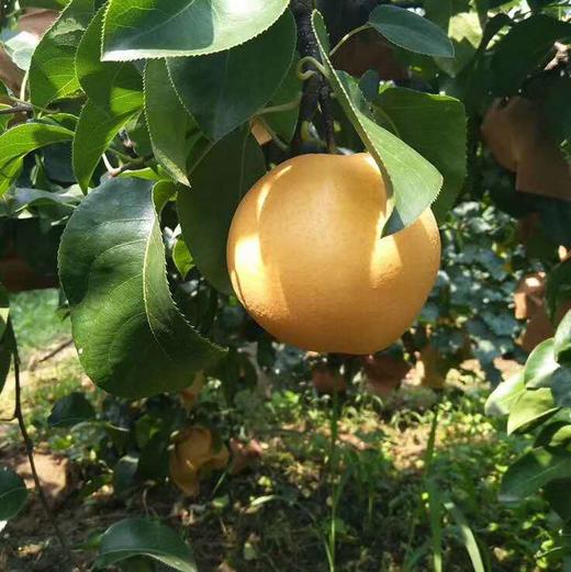 秋月梨 脆如冰汁若蜜 自然长成 真正的不催熟不膨大 包邮 |百里食 商品图9