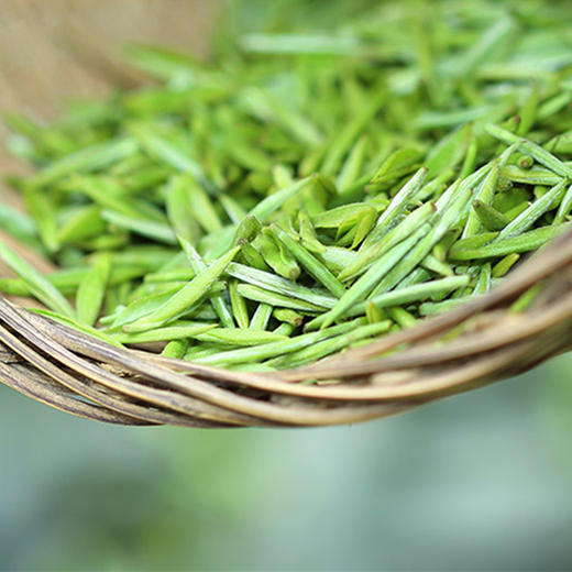 买1送12018川派源产雀舌芽头茶100g