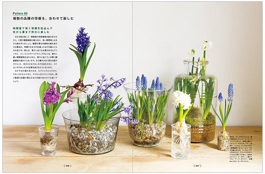 BULBOUS PLANTS，球根植物种植方法 花艺景观 商品图1