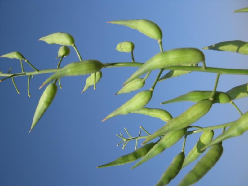 兰花子油,莱菔子食用油,纯兰花子油