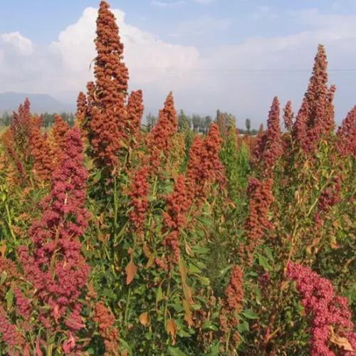 红藜麦 太仆寺旗生态藜麦400g 包邮